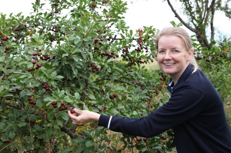 Pienet tummanpunaiset kirsikat maistuivat taivaallisille suoraan puusta poimittuina.