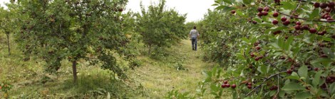 Visnjat ovat kypsiä poimittaviksi.