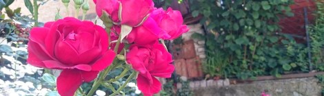 piharuusu Belgradissa