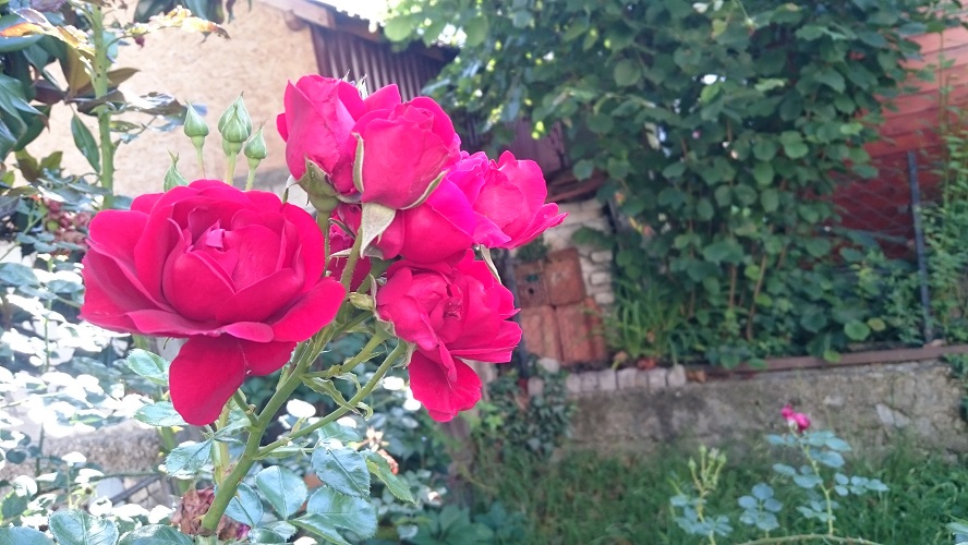 piharuusu Belgradissa